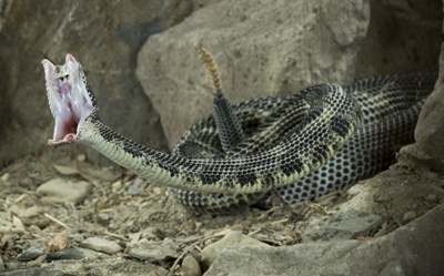 Timber Rattlesnake Copyright 2013 Joe McDonald